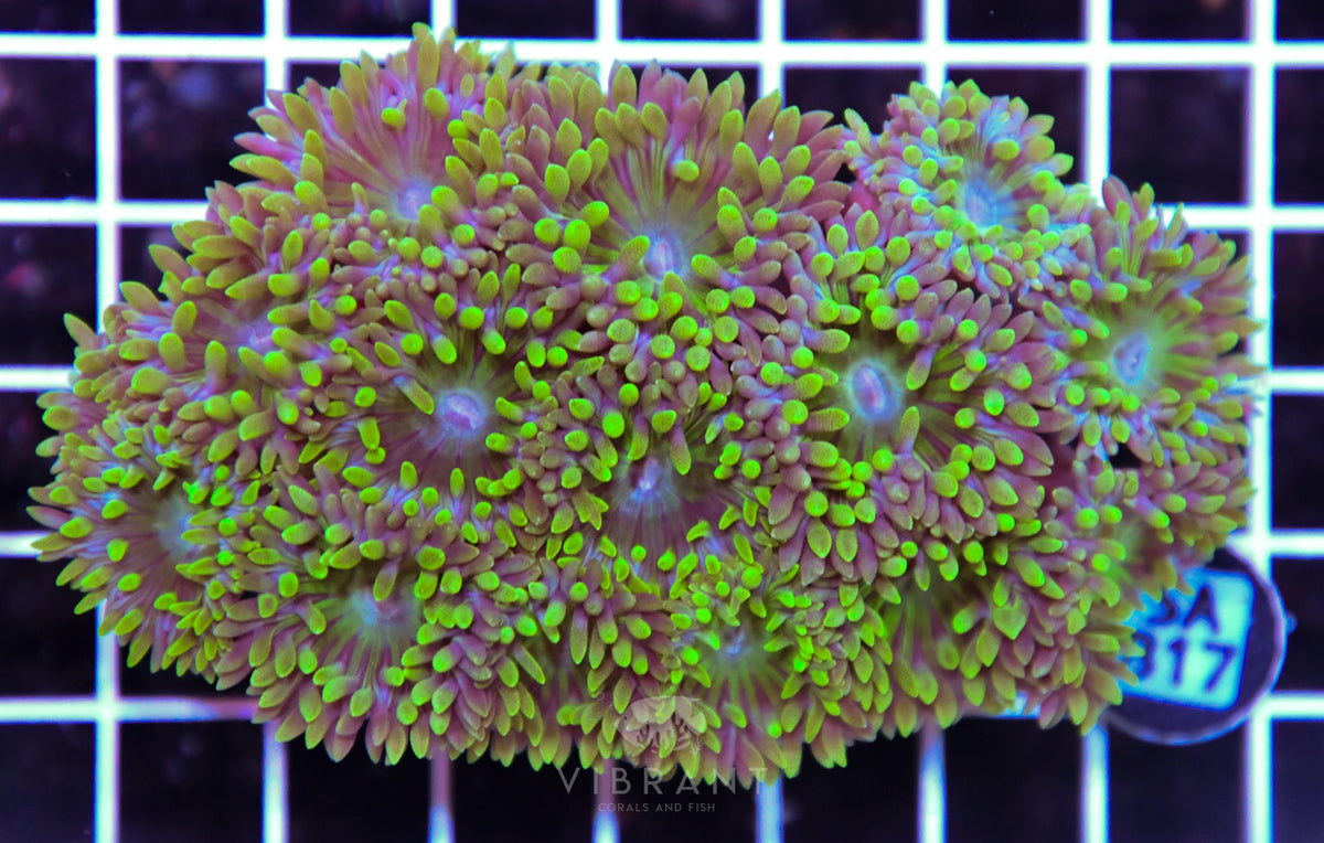 Duncan Colony AUS