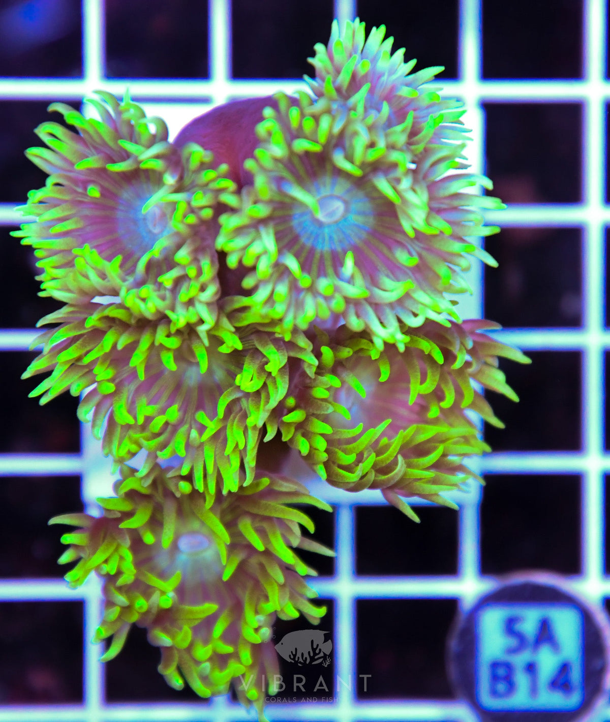 Duncan Colony AUS
