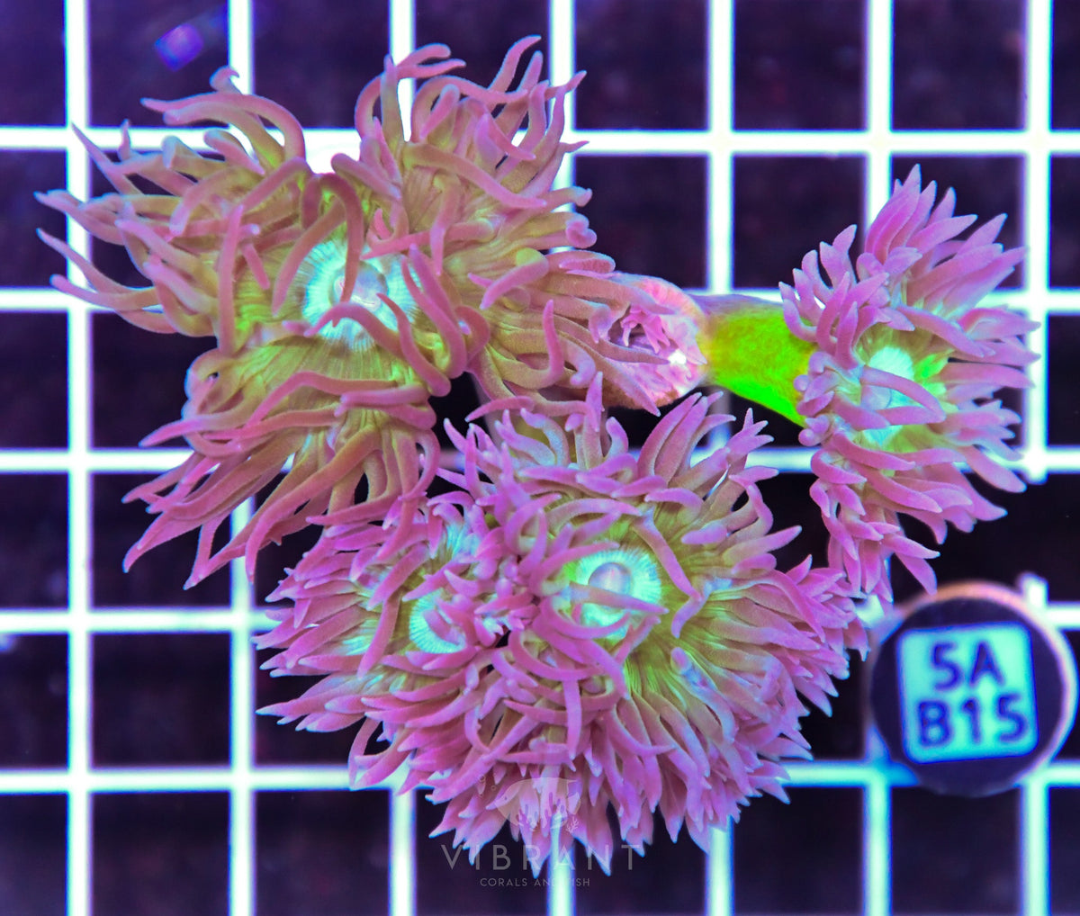 Duncan Colony AUS