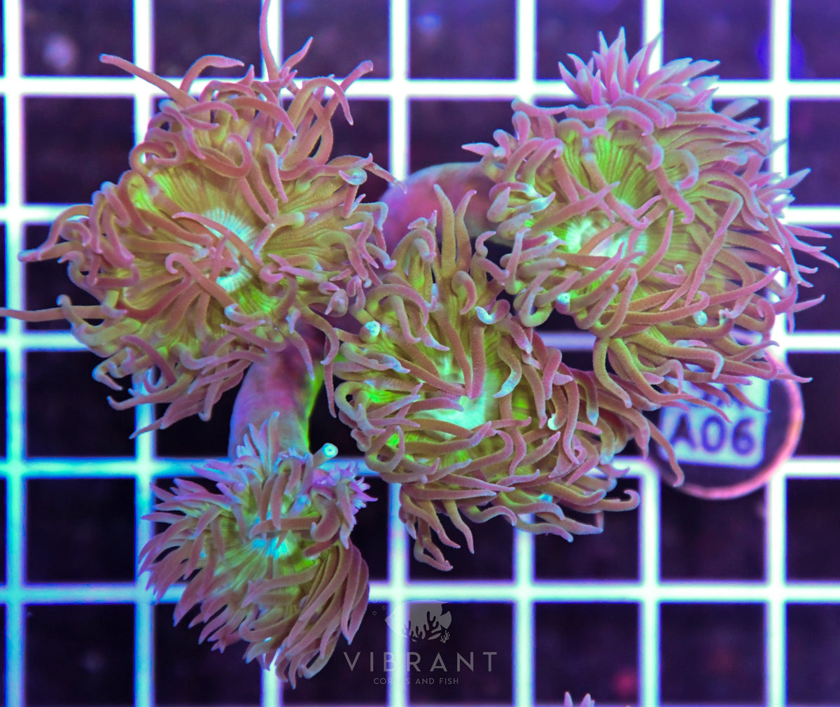 Duncan Colony AUS