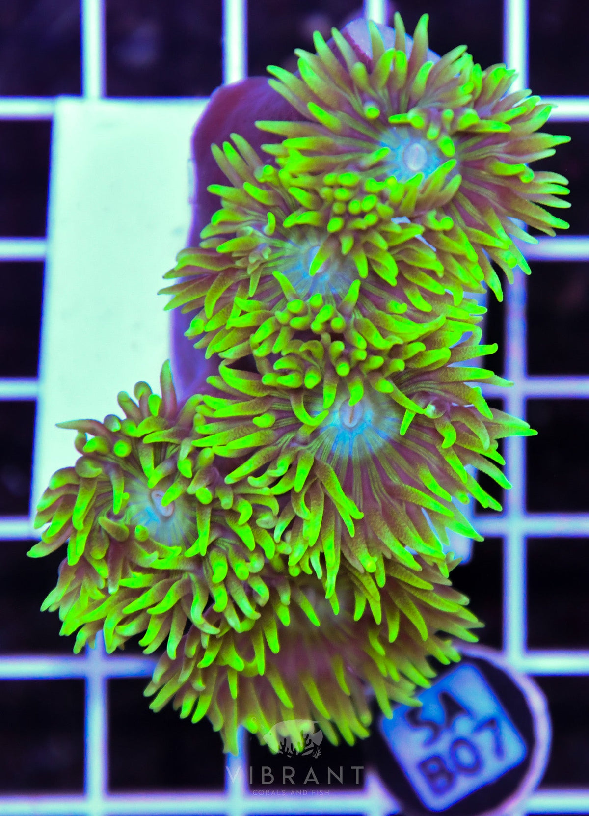 Duncan Colony AUS