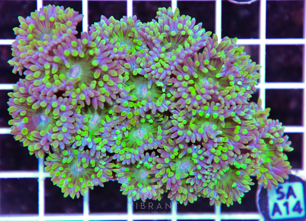 Duncan Colony AUS