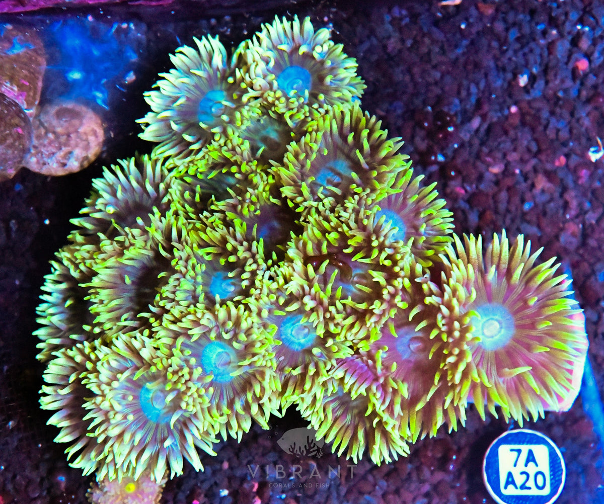Duncan Colony AUS