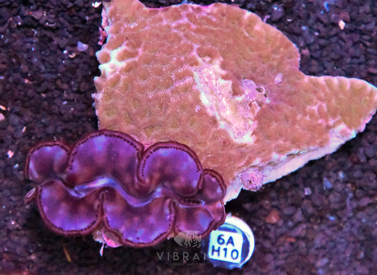 3” Aussie Maxima