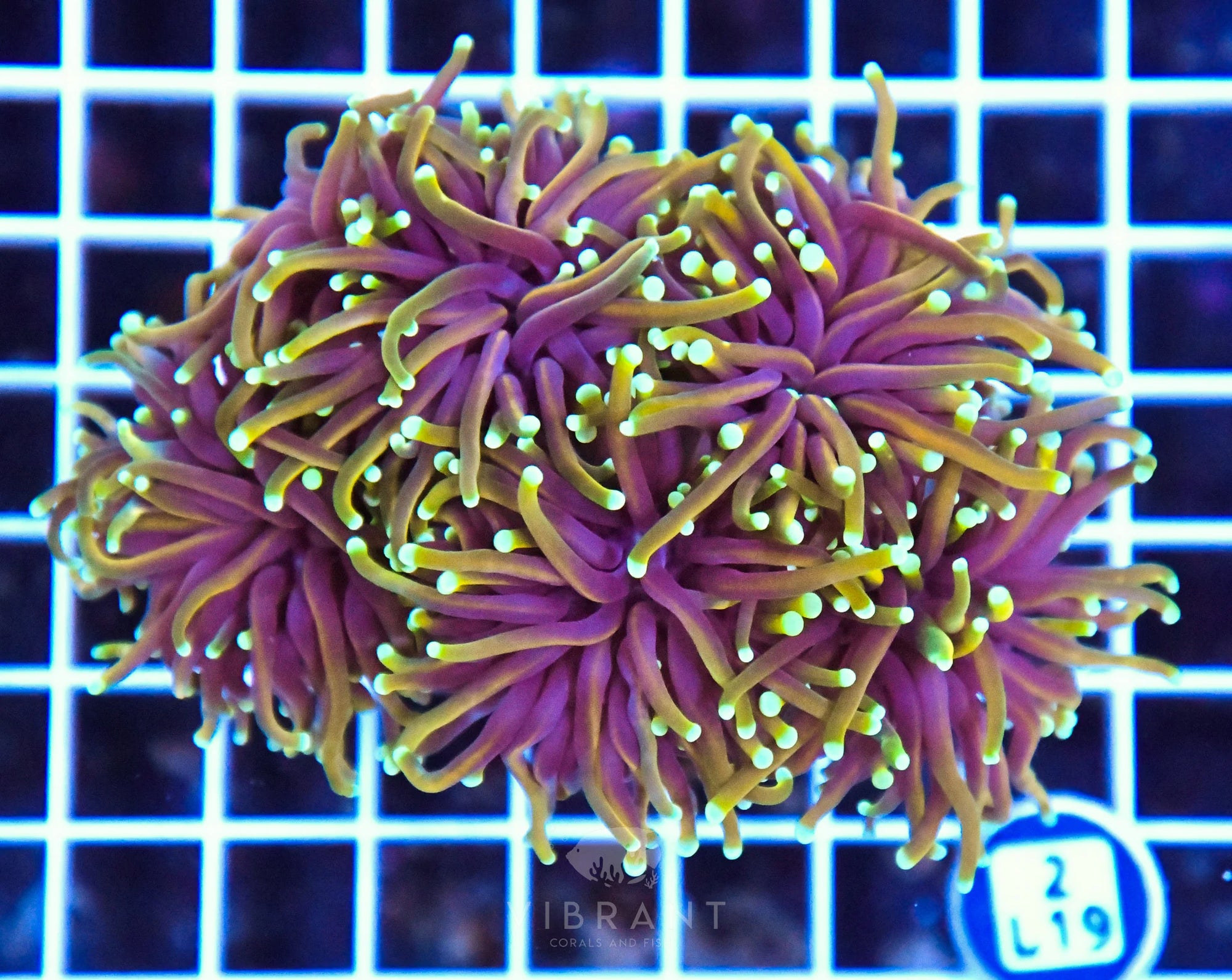 Torch INDO