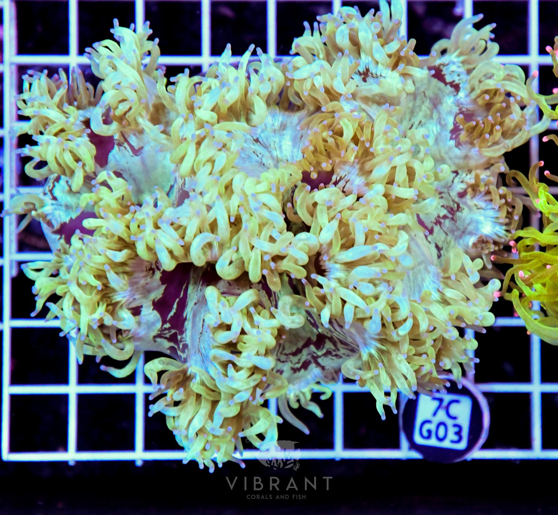 Elegance INDO
