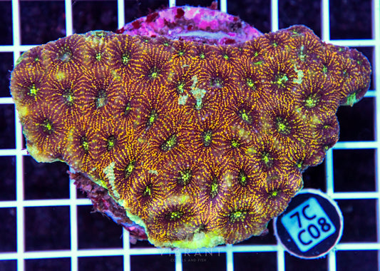 Acan Echinata INDO