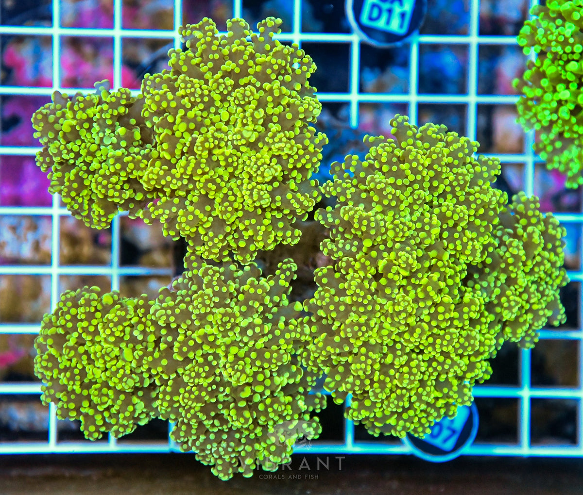Octospawn INDO