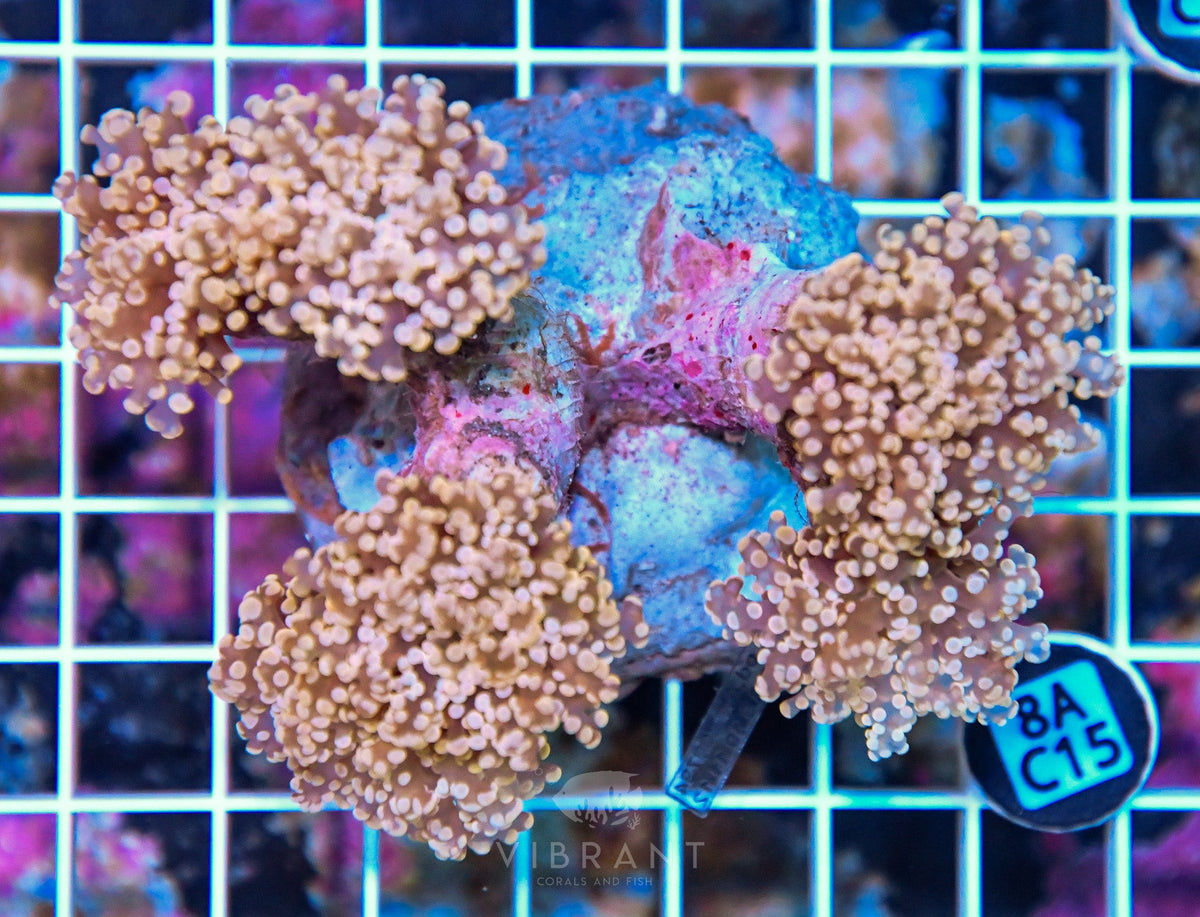 Octospawn INDO