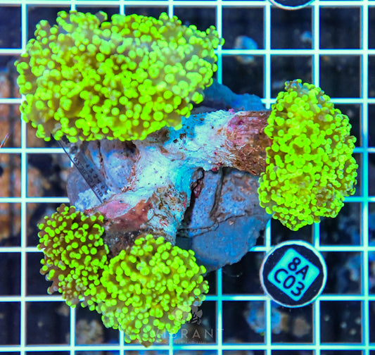 Octospawn INDO