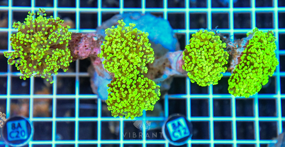 Octospawn INDO