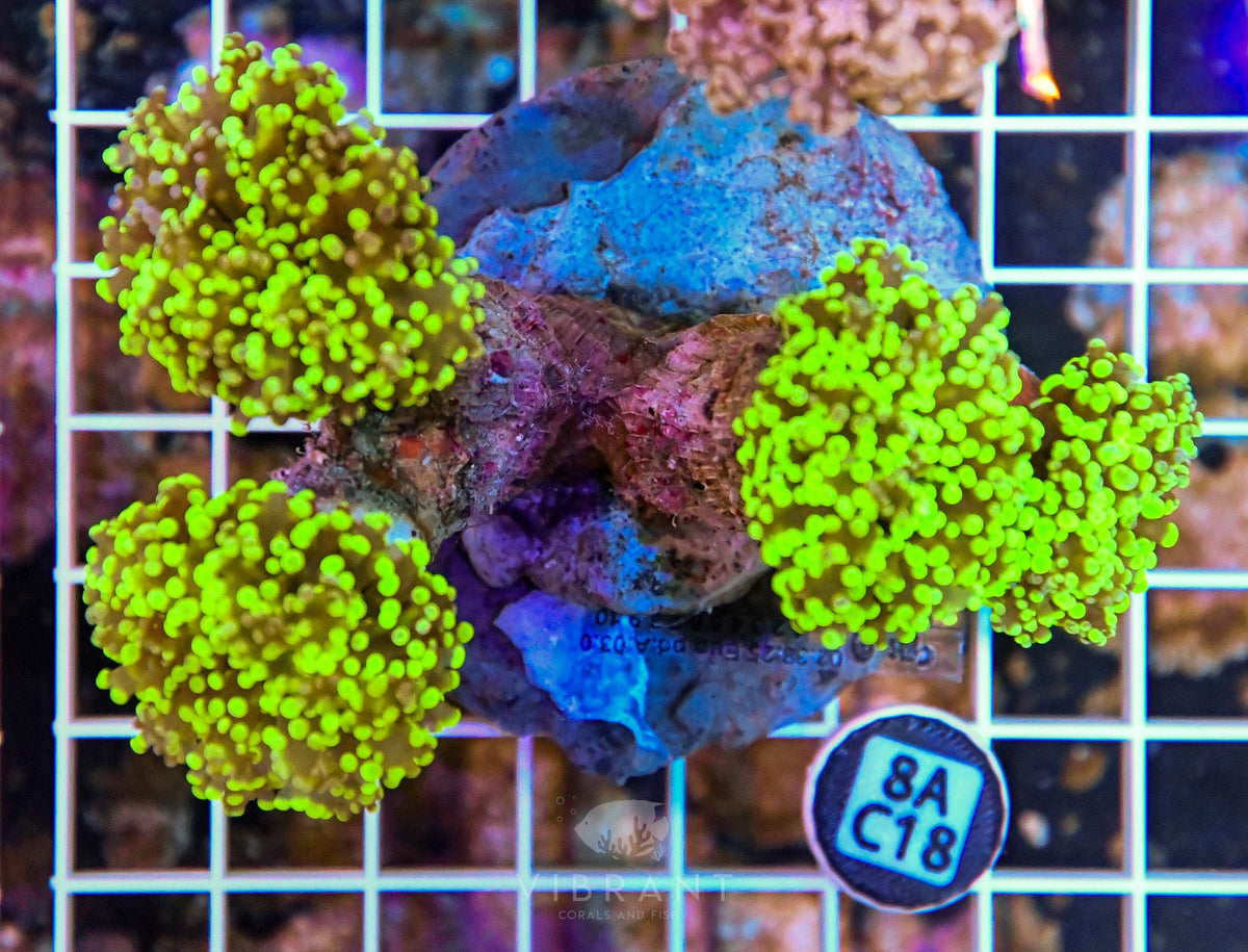 Octospawn INDO