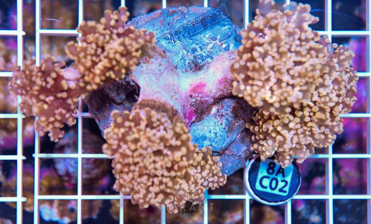 Octospawn INDO