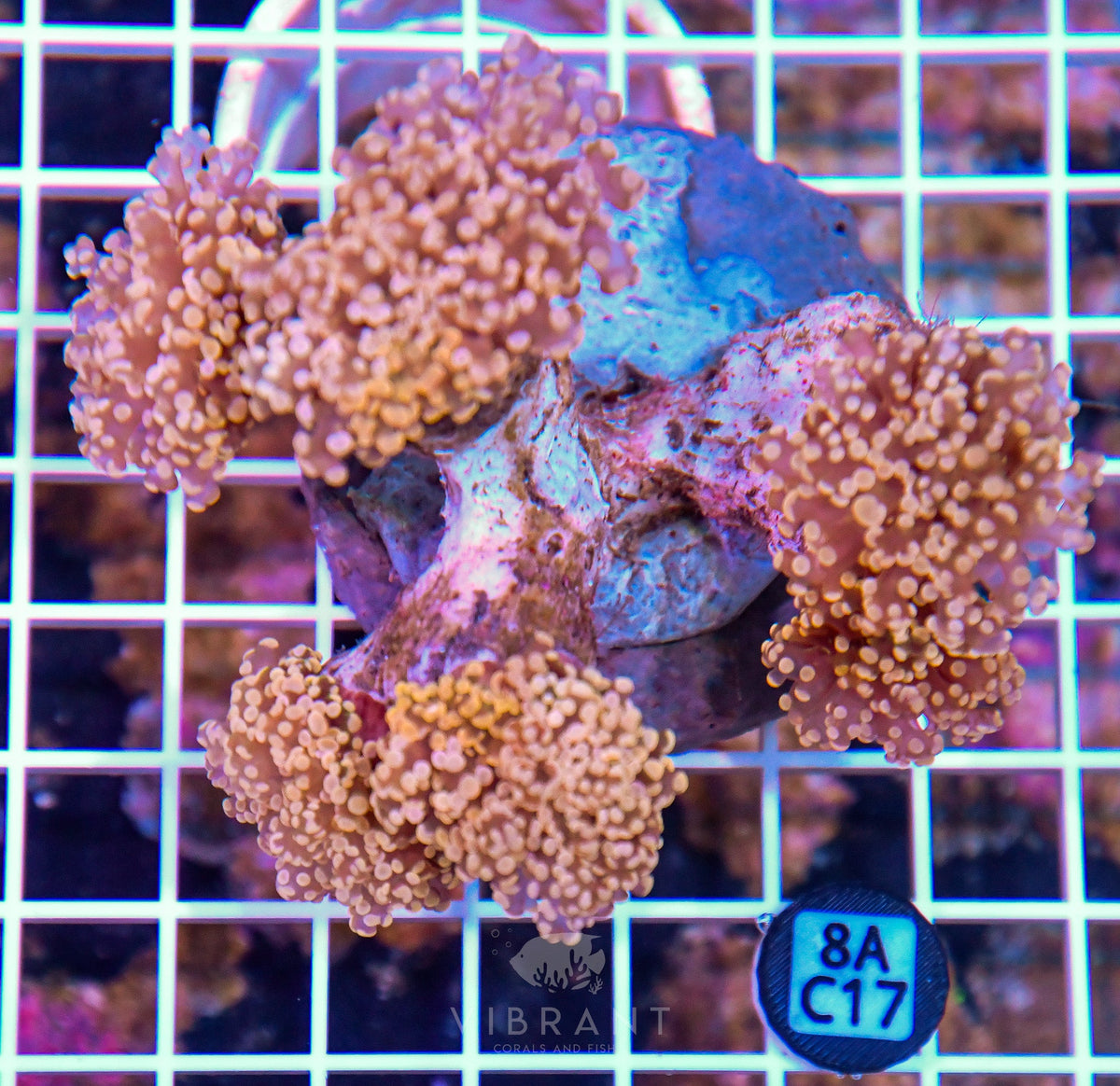Octospawn INDO
