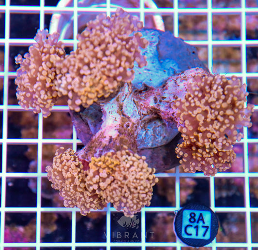 Octospawn INDO