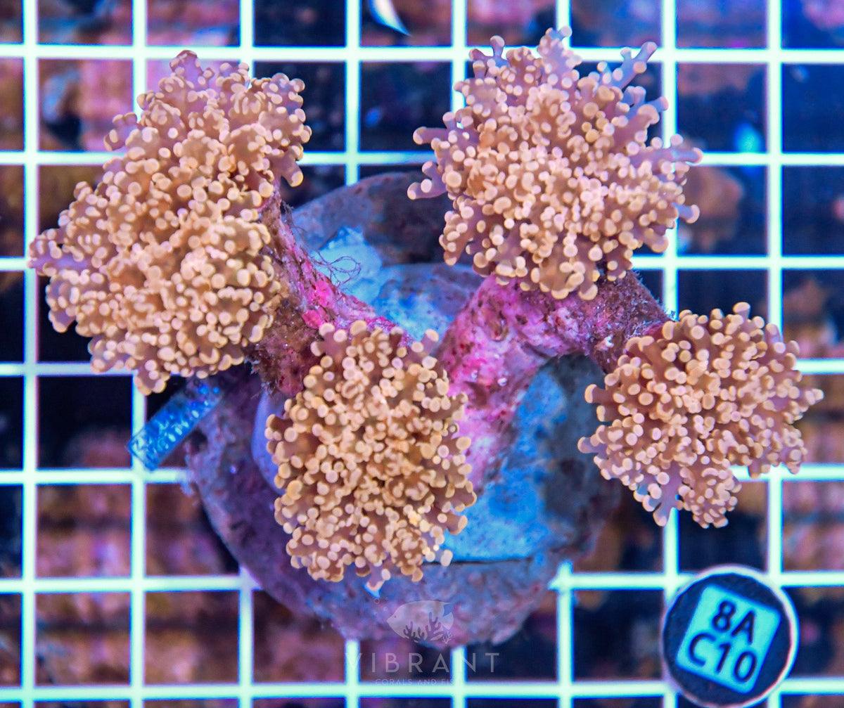 Octospawn INDO