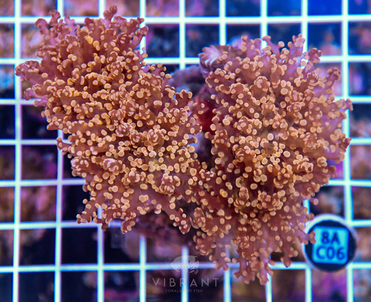 Octospawn INDO