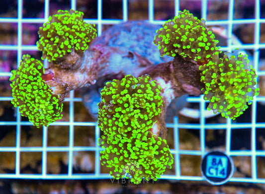 Octospawn INDO