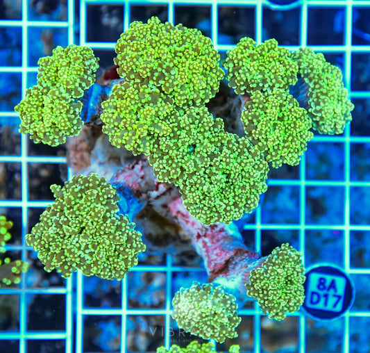 Octospawn INDO