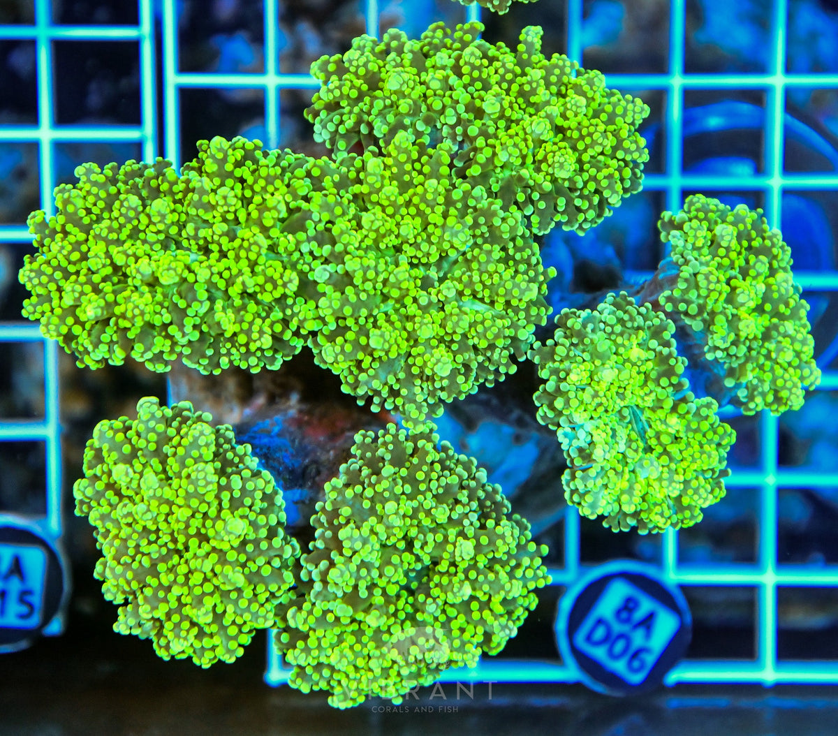 Octospawn INDO