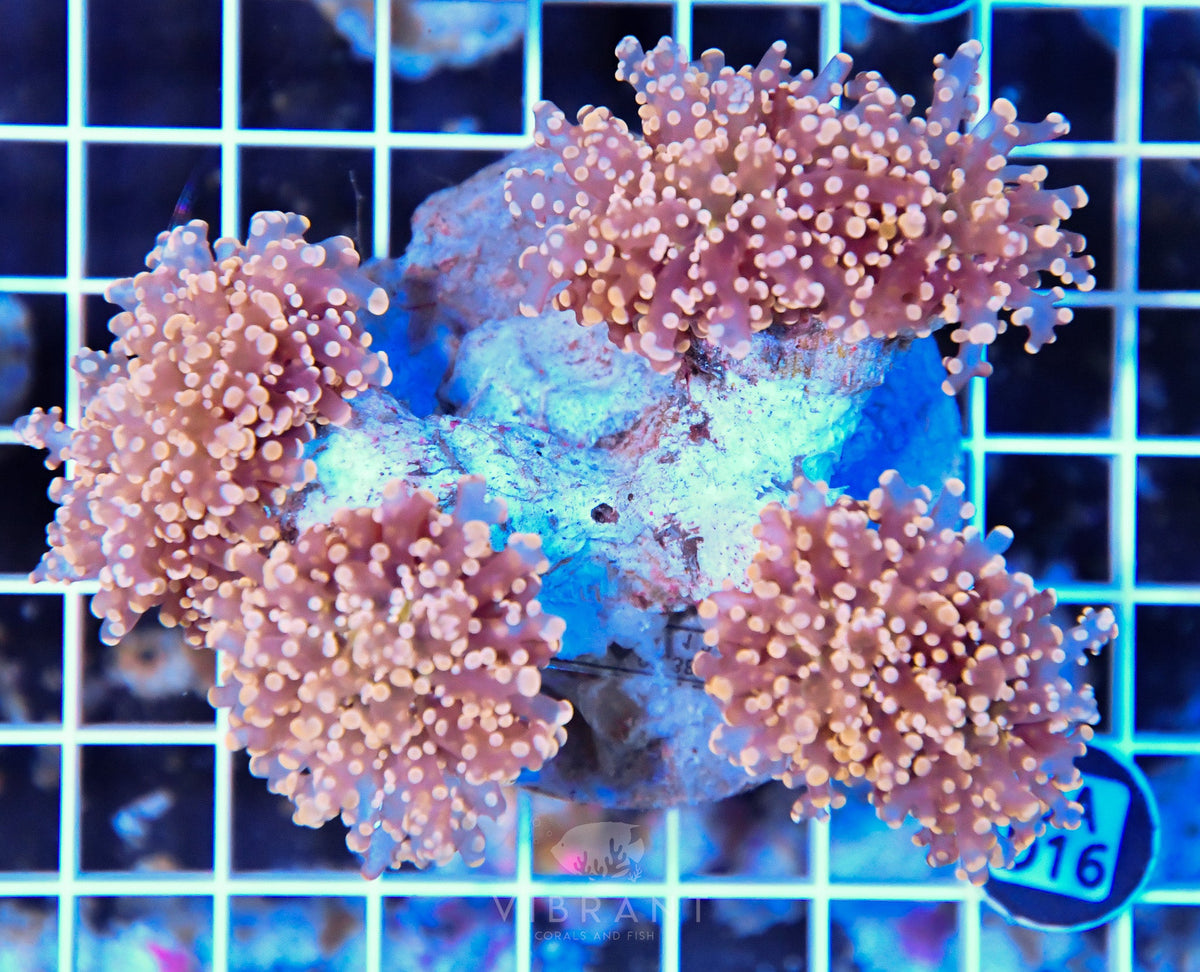 Octospawn INDO