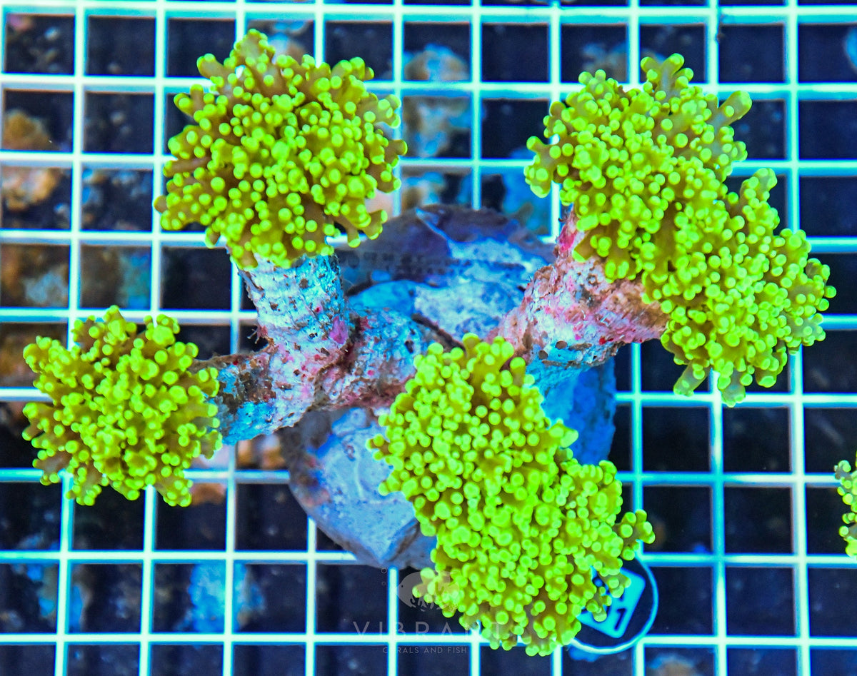 Octospawn INDO