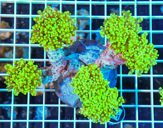 Octospawn INDO