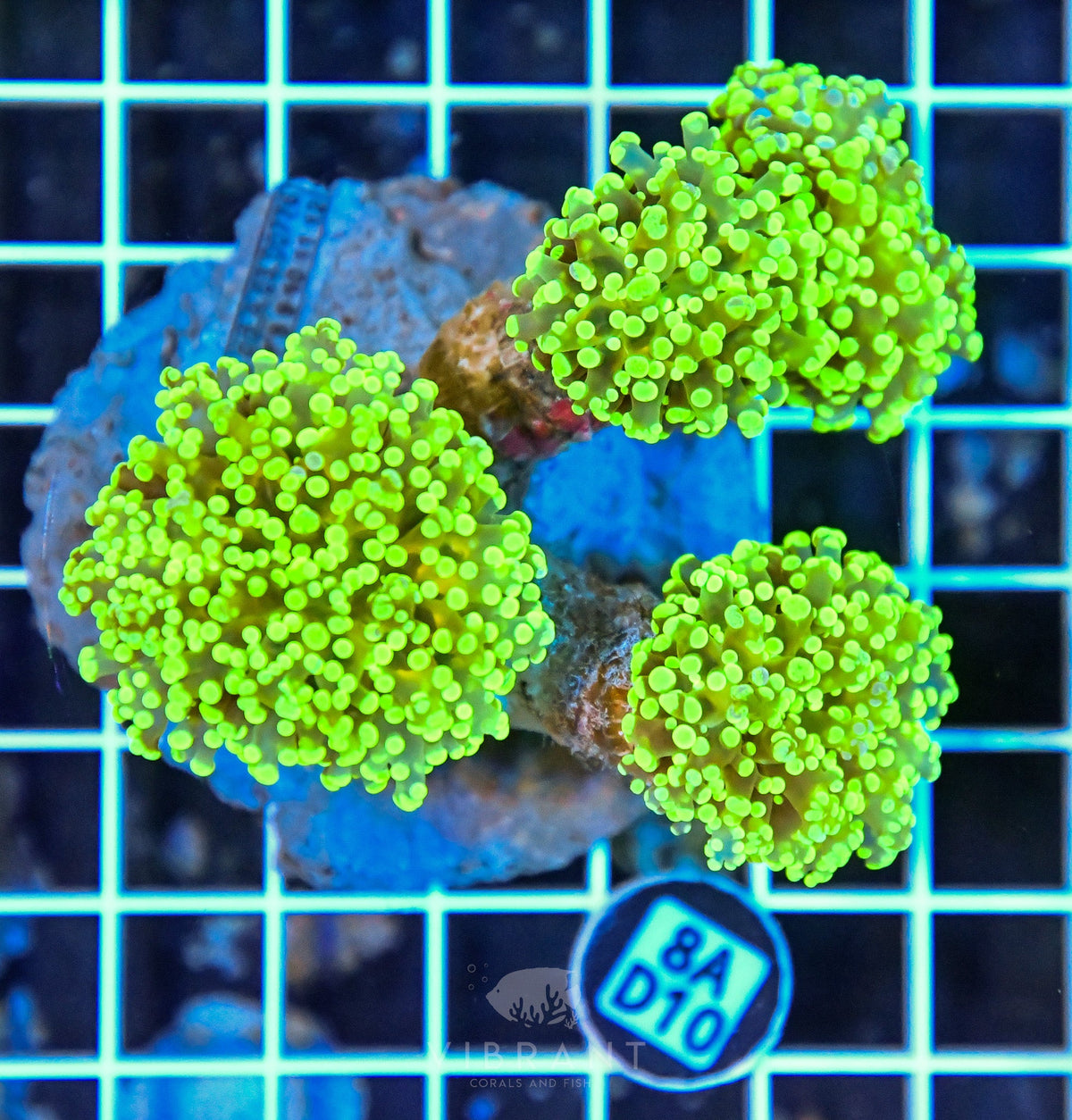 Octospawn INDO