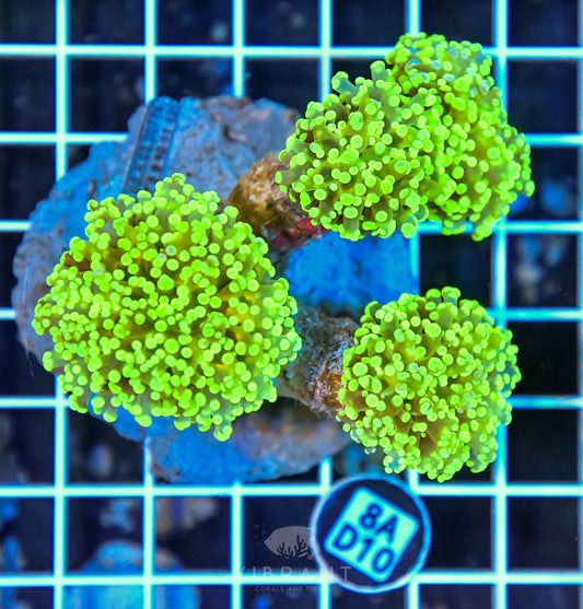Octospawn INDO