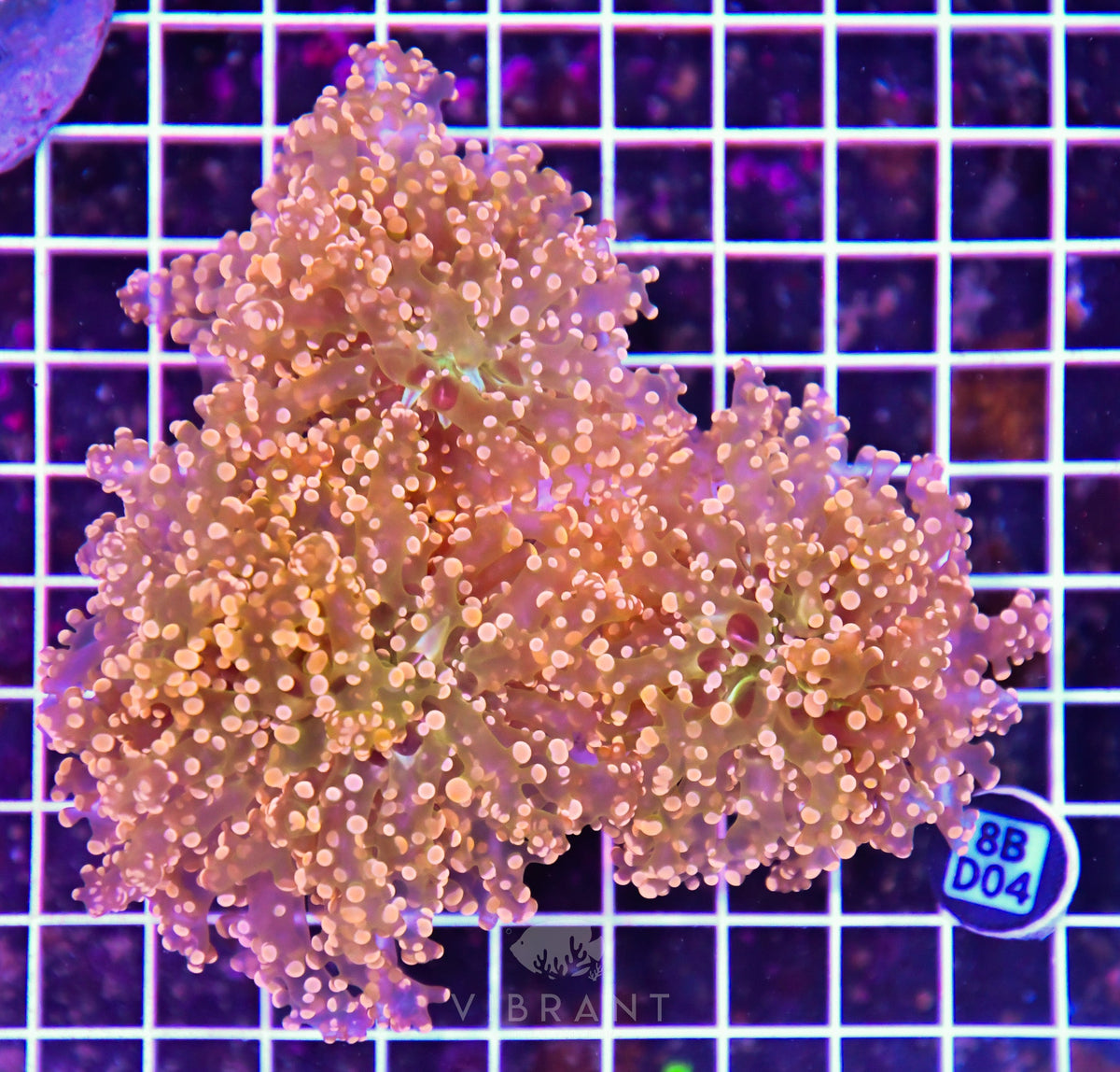 Octospawn Branching INDO