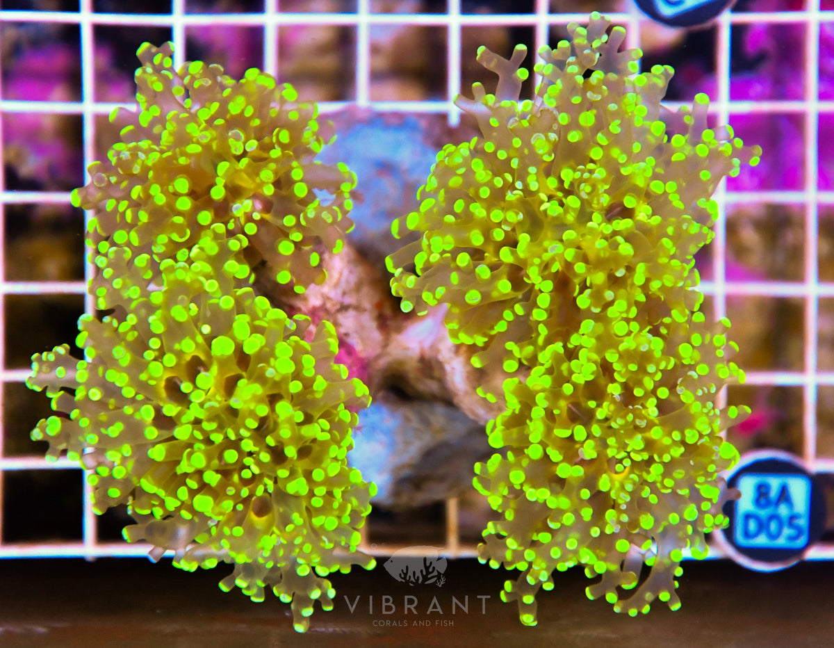 Octospawn Branching INDO