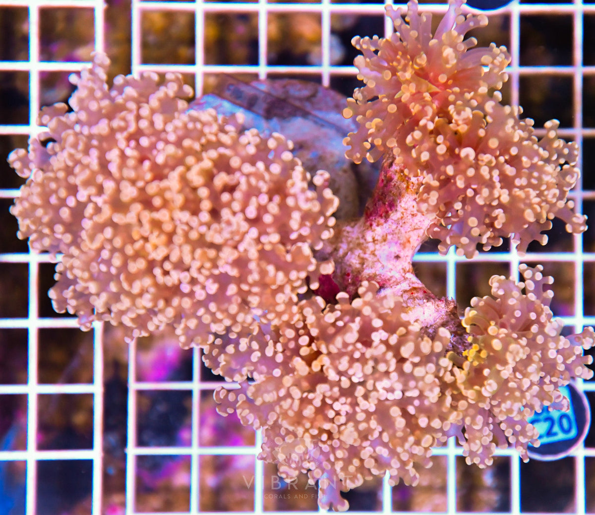 Octospawn Branching INDO