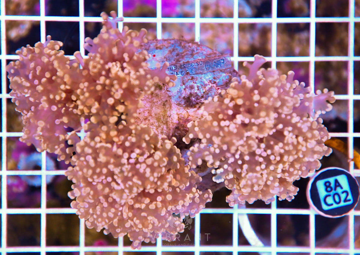 Octospawn Branching INDO