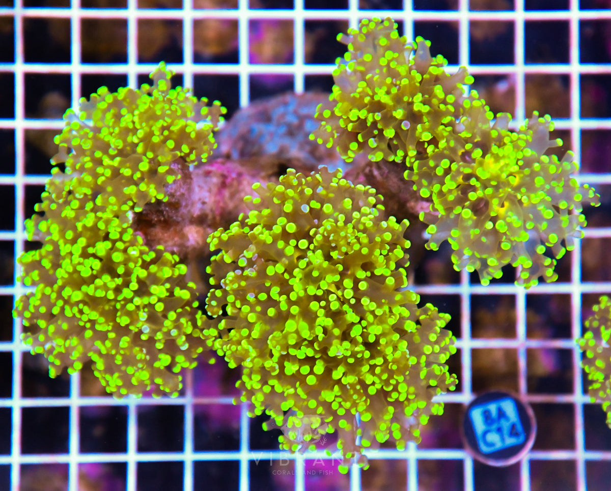 Octospawn Branching INDO