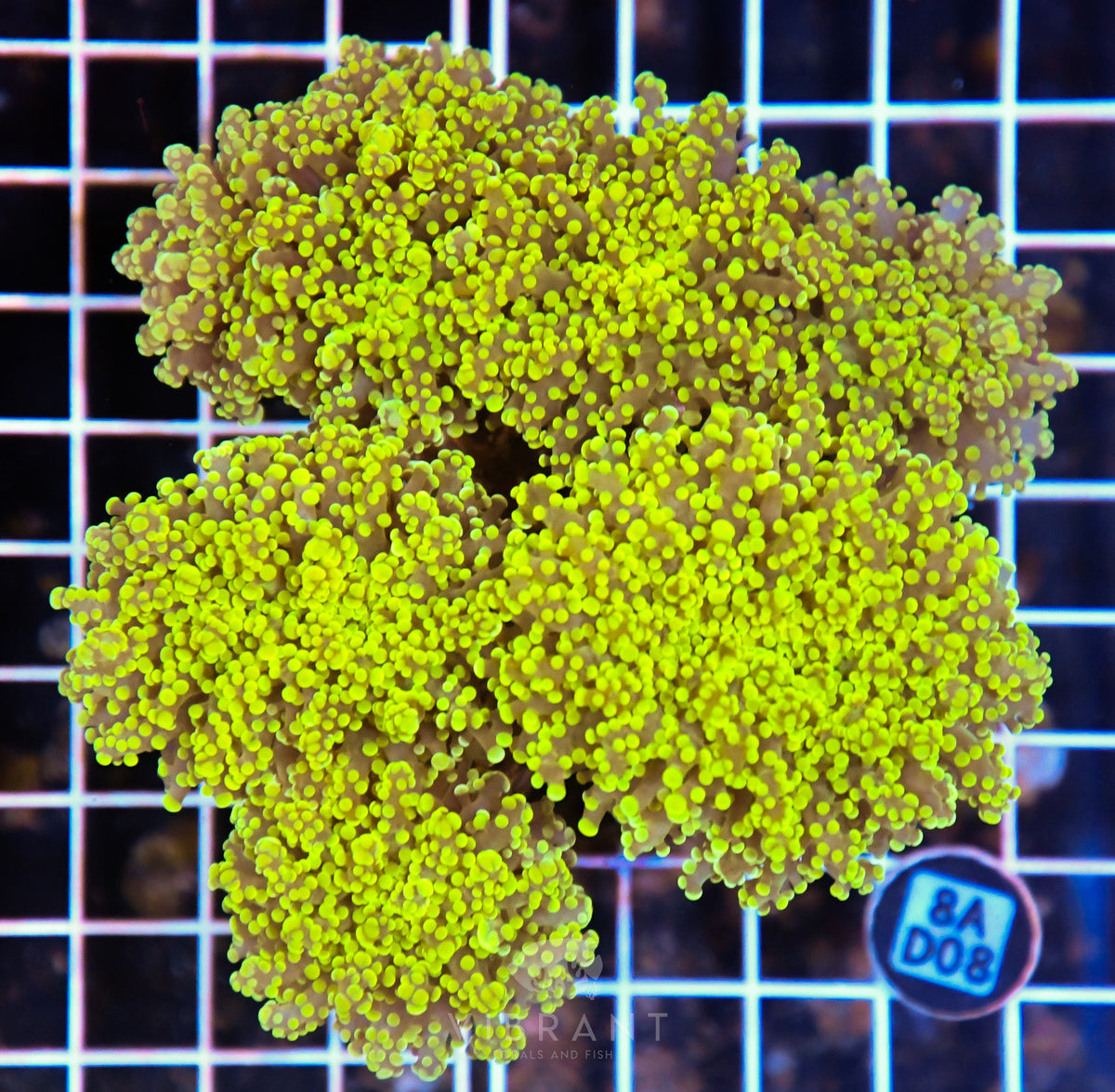 Octospawn Branching INDO