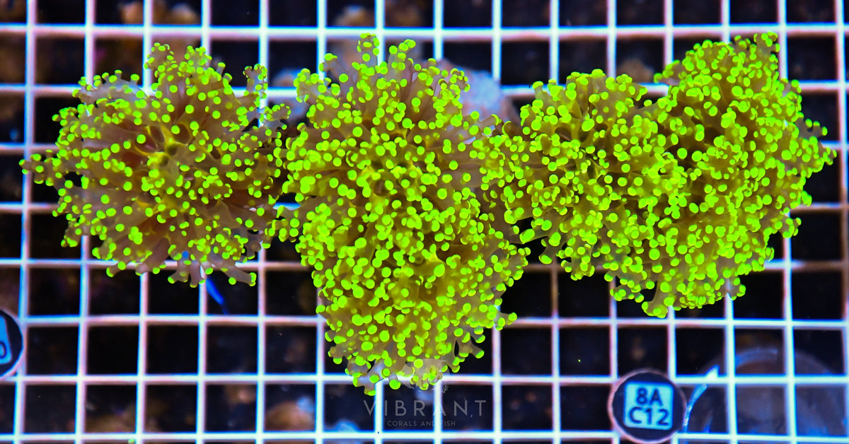 Octospawn Branching INDO