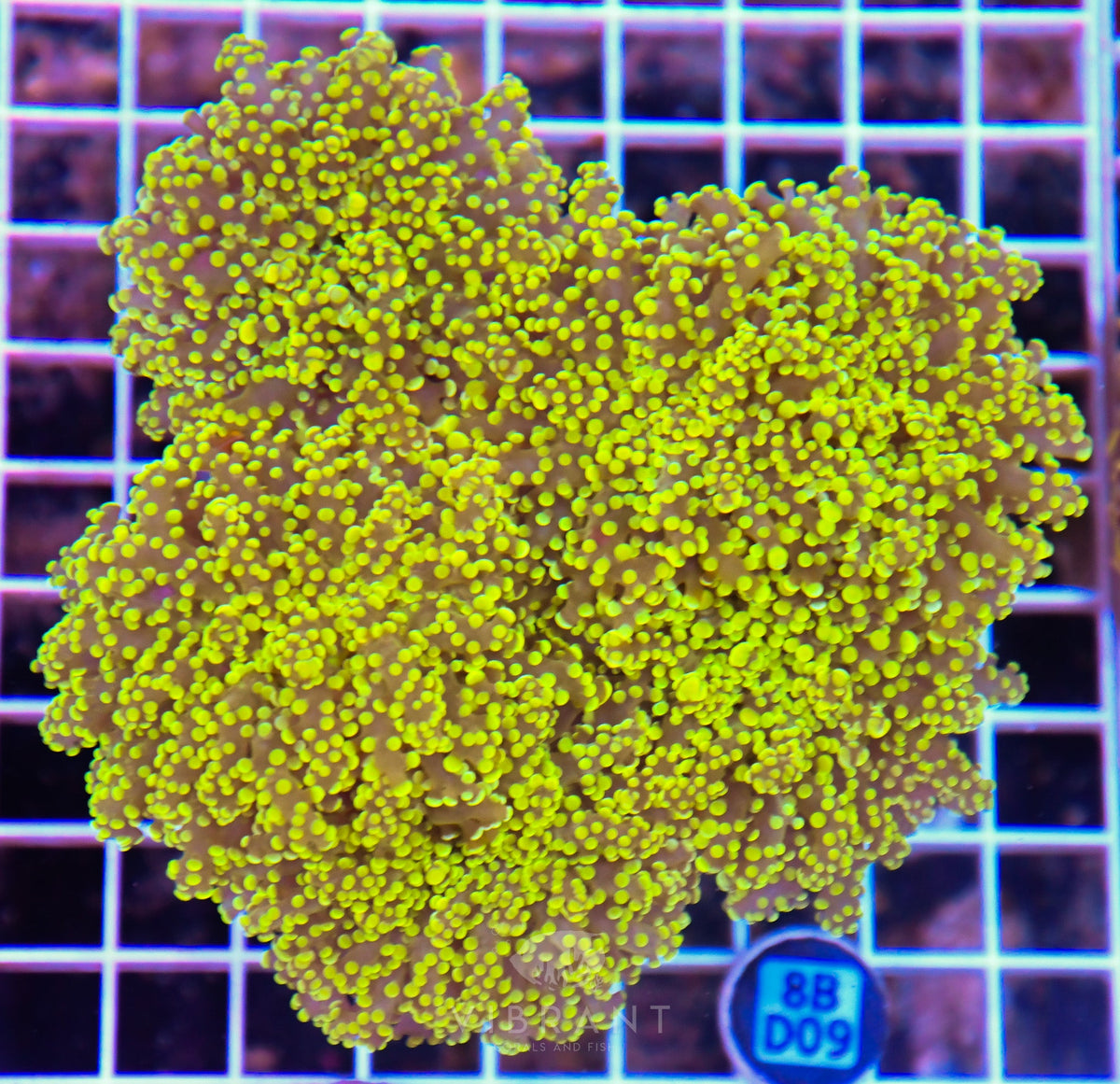 Octospawn Branching INDO