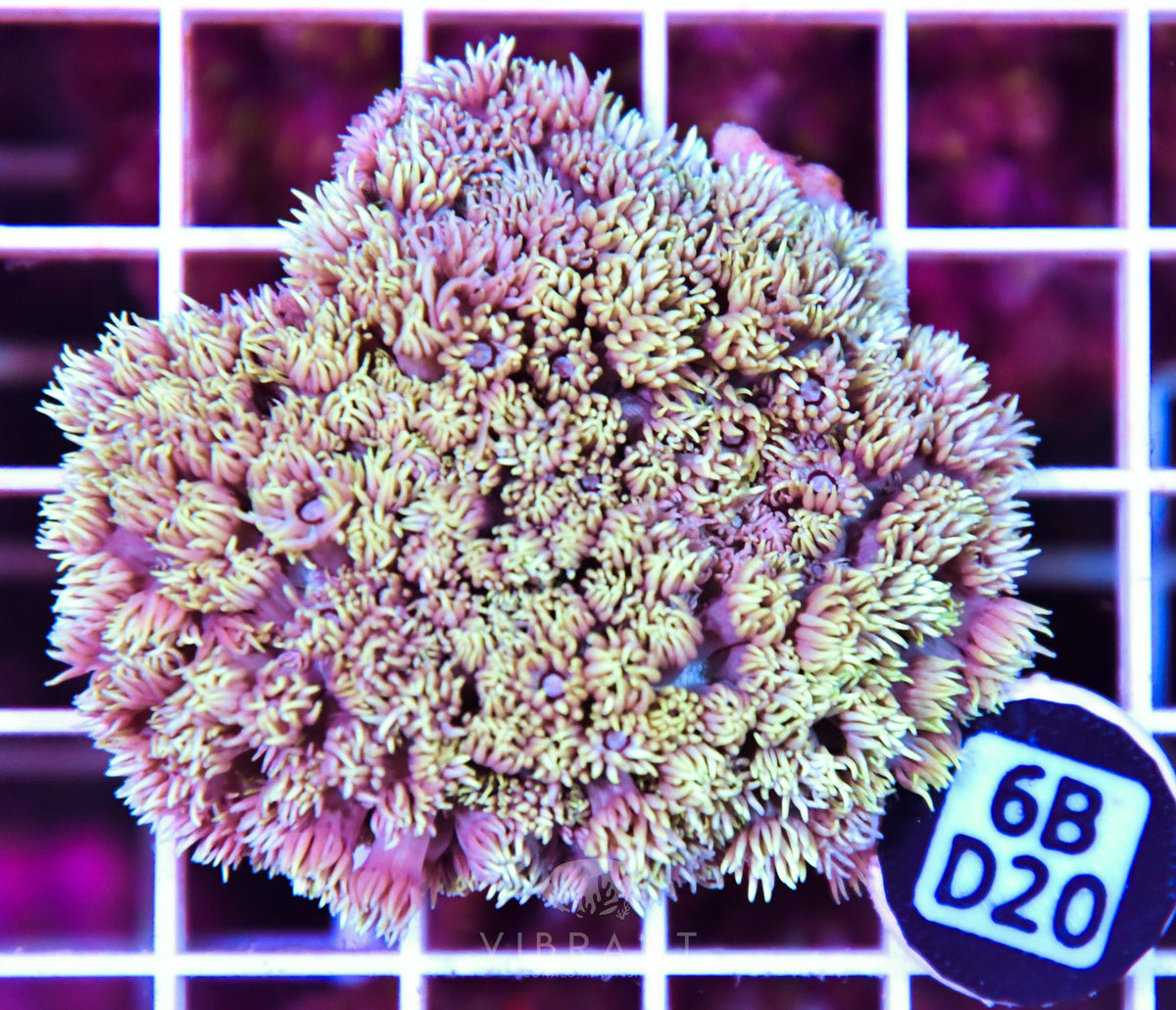 Goniopora WAUS