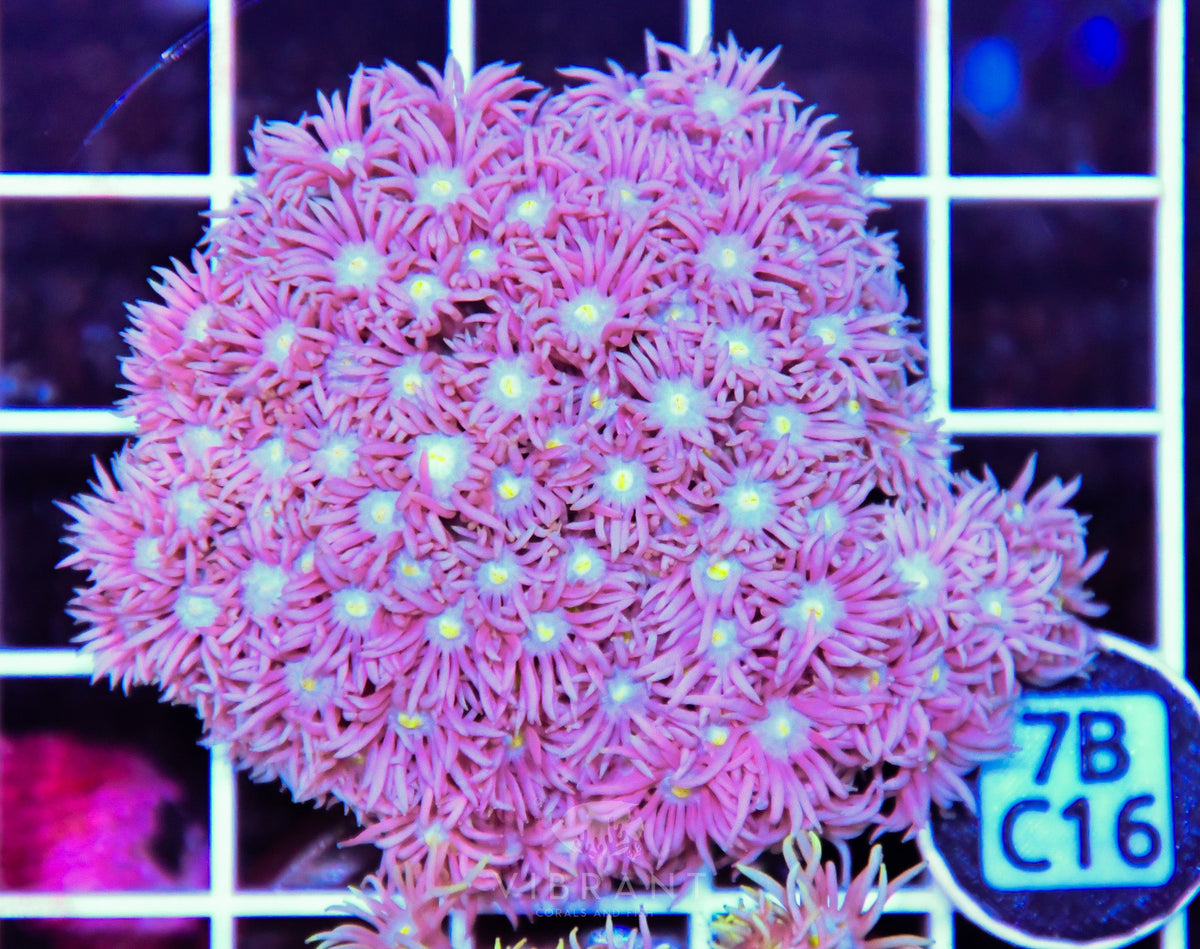 Goniopora WAUS
