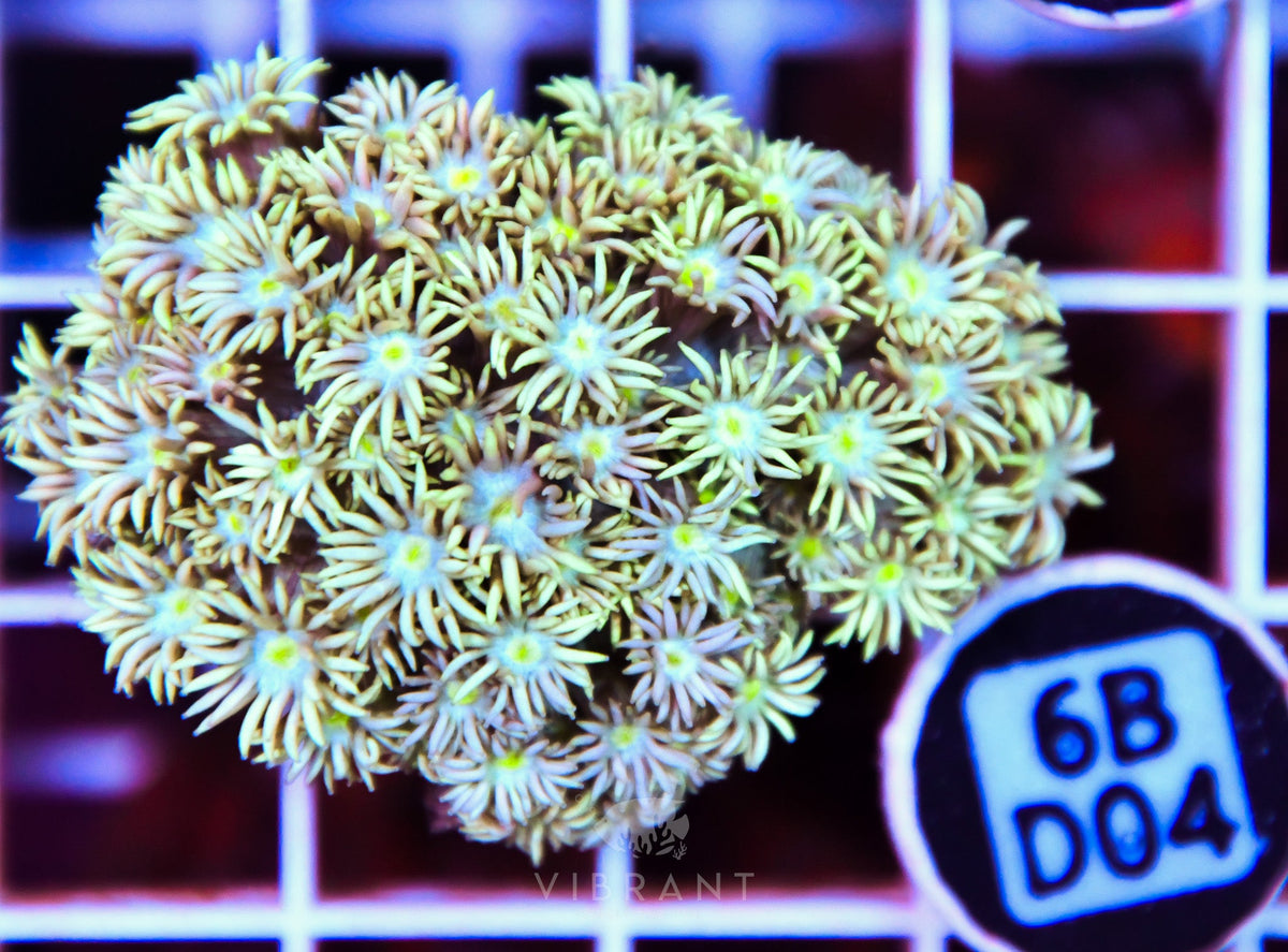 Goniopora WAUS