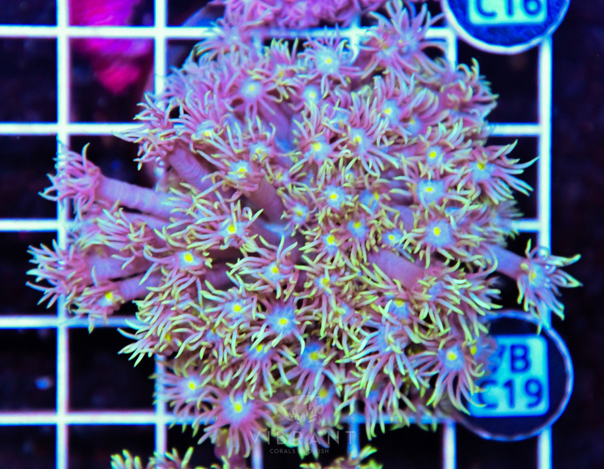 Goniopora WAUS