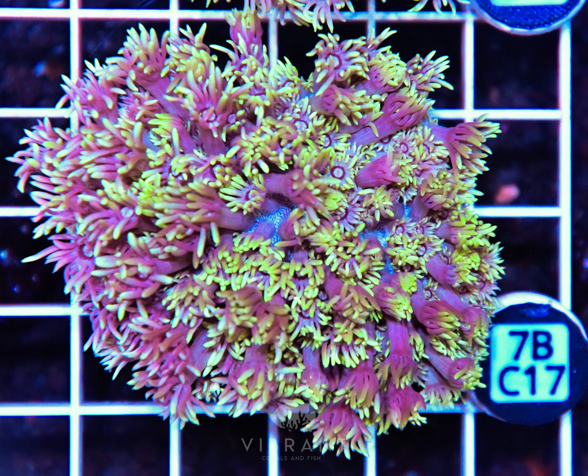 Goniopora WAUS