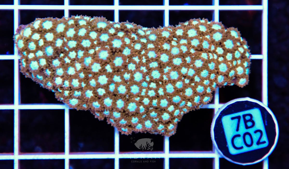 Goniopora WAUS