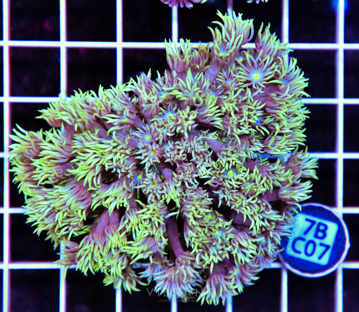 Goniopora WAUS