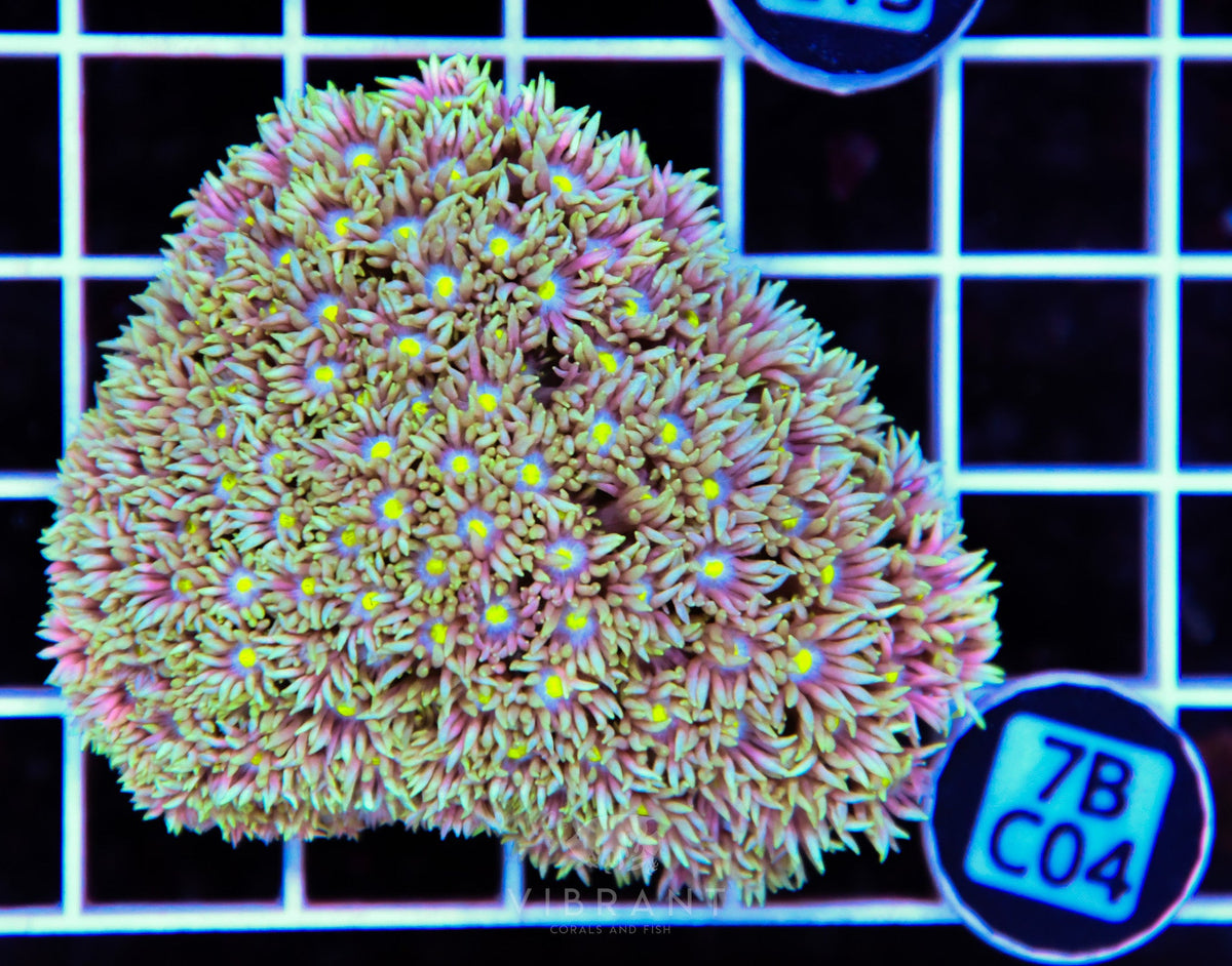 Goniopora WAUS