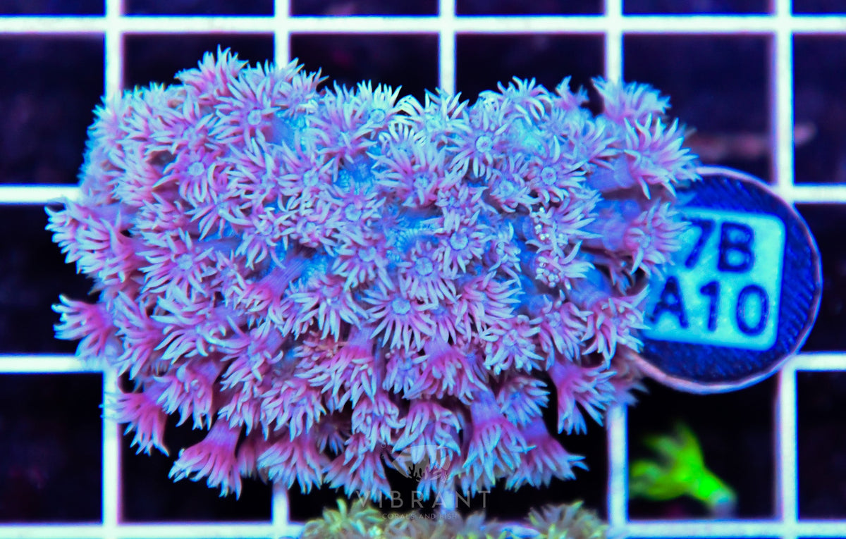 Goniopora WAUS