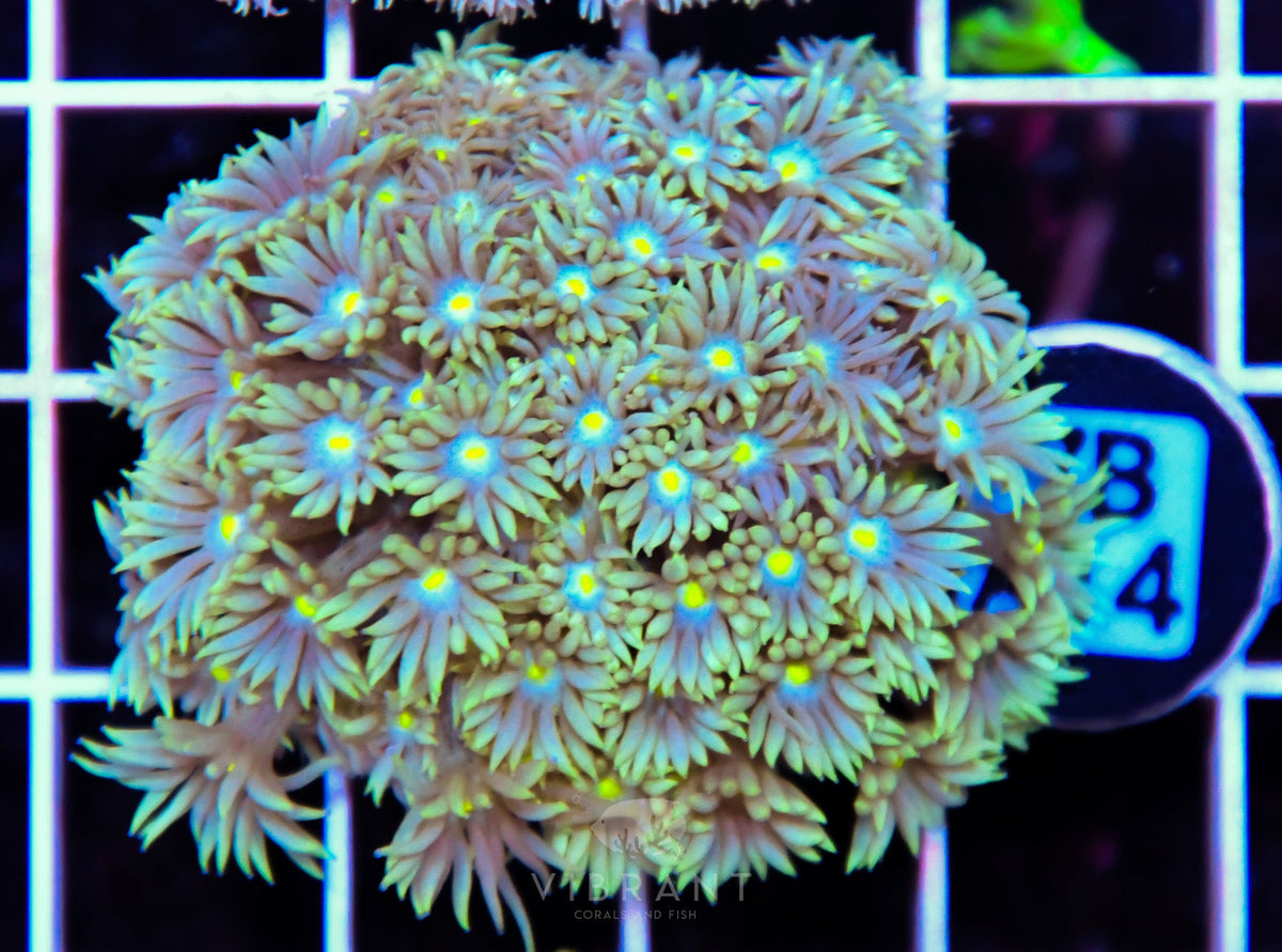 Goniopora WAUS