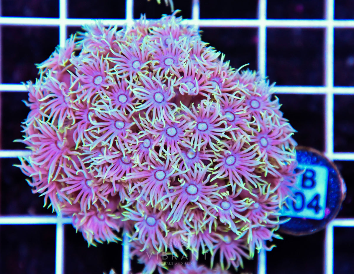 Goniopora WAUS