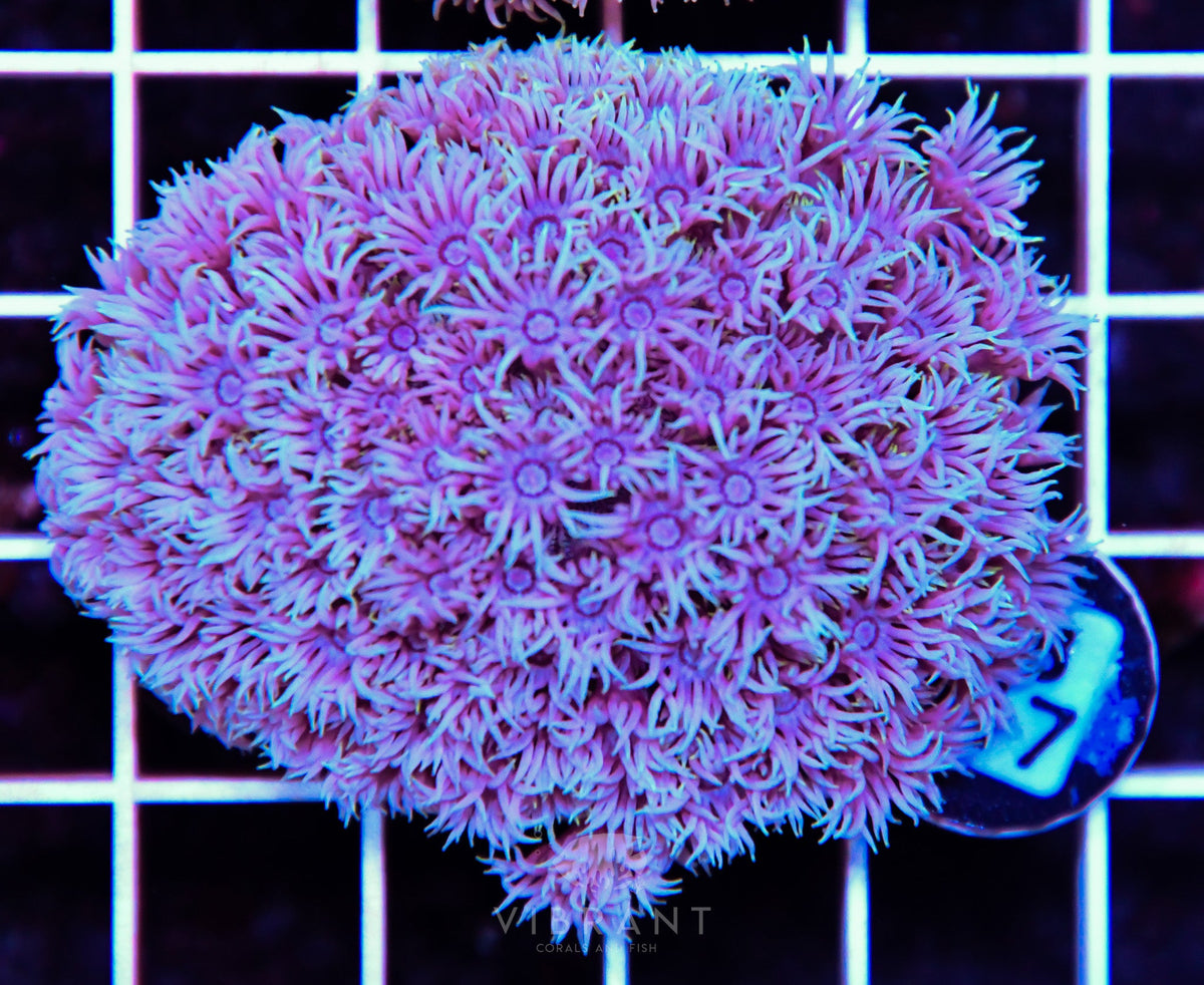Goniopora WAUS