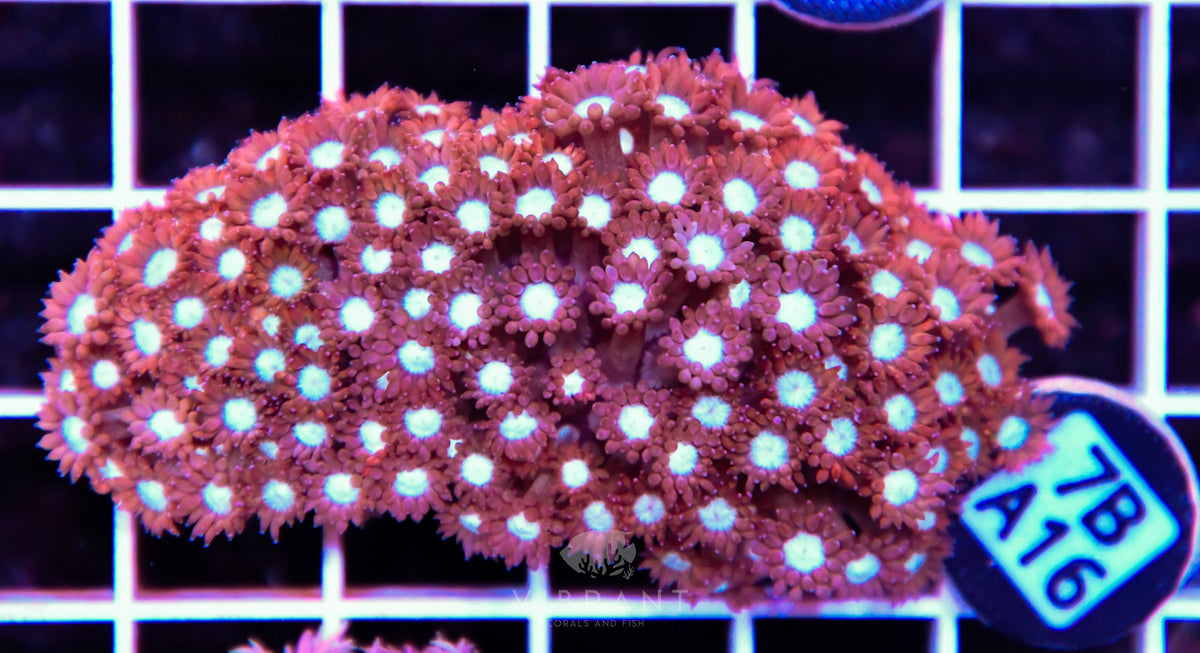 Goniopora WAUS